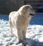 Winter Maremma Sheepdog dog