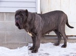 Winter Neapolitan Mastiff dog