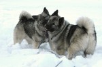 Winter Norwegian Elkhound dogs