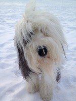 Winter Old English Sheepdog