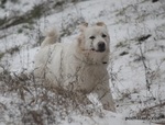 Winter Polish Tatra Sheepdog