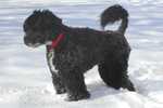 Winter Portuguese Water Dog