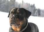 Winter Rottweiler dog 