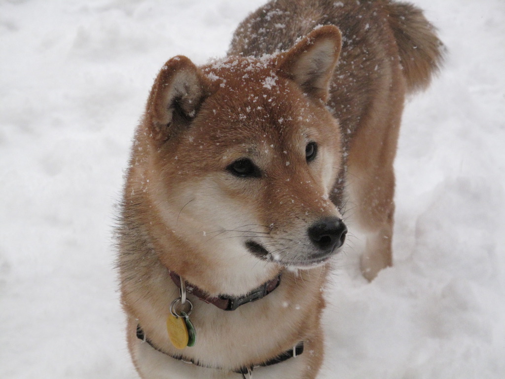 Зимнее фото собаки Сиба-ину фото
