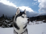 Winter Siberian Husky dog