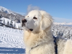 Winter Slovak Cuvac dog