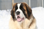 Winter St.Bernanrd dog 