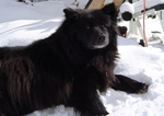 Winter Swedish Lapphund dog