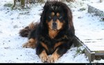 Winter Tibetan Mastiff