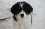 Winter Tornjak dog