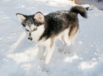 Winter view of Alaskan Klee Kai 