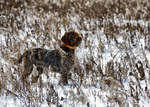 Winter Wirehaired Pointing Griffon dog