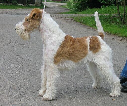 Fox Terrier, Wire wallpaper