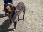 Wirehaired Pointing Griffon dog with master