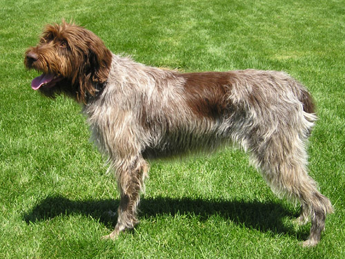 Wirehaired Pointing Griffon wallpaper