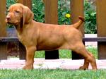 Wirehaired Vizsla dog in the rack