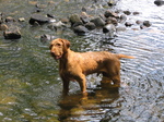 Wirehaired Vizsla in the lake