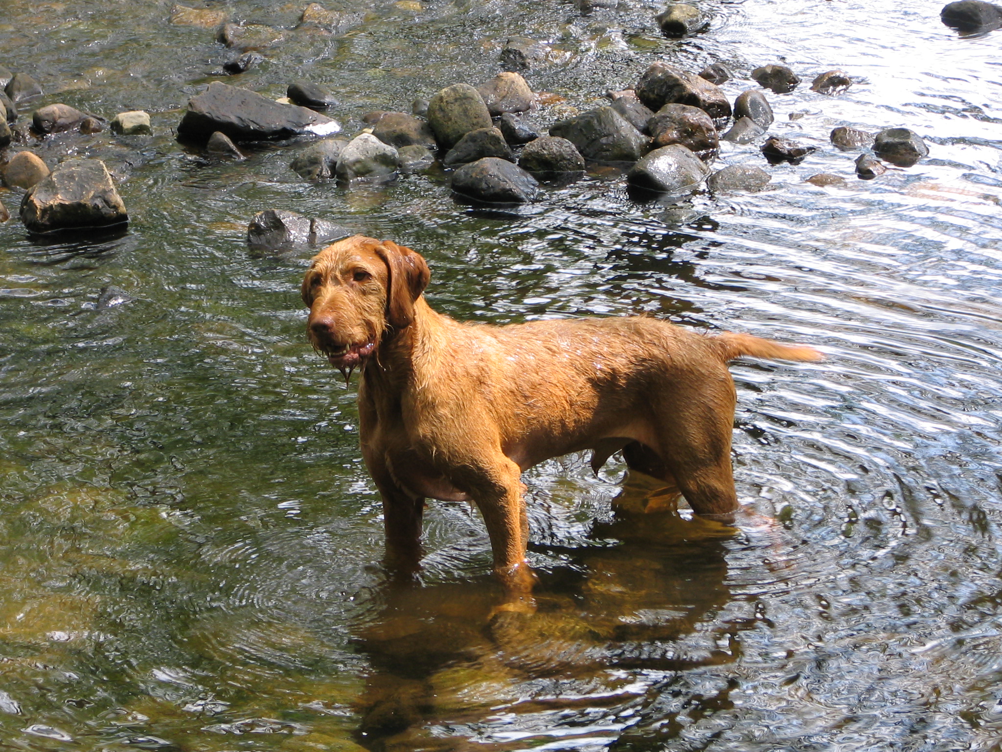 Wirehaired Vizsla in the lake wallpaper