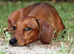 Wistful Dachshund dog