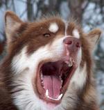Зевающая канадская эскимосская собака