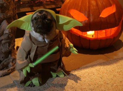 Yoda Pug dog фото