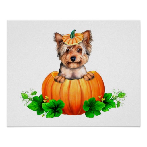 Yorkshire Terrier and pumpkin фото