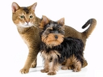 Yorkshire Terrier dog and cat