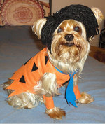 Yorkshire Terrier dog costume