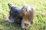 Yorkshire Terrier dog on the grass