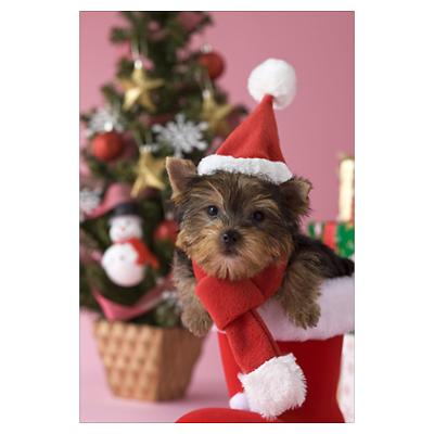 Yorkshire Terrier dog portrait фото