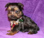 Yorkshire Terrier dog with a necklace