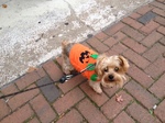 Yorkshire Terrier for a walk