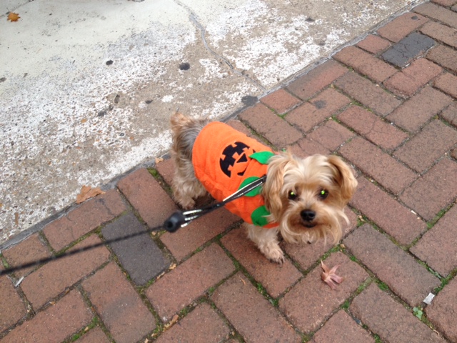 Yorkshire Terrier for a walk фото