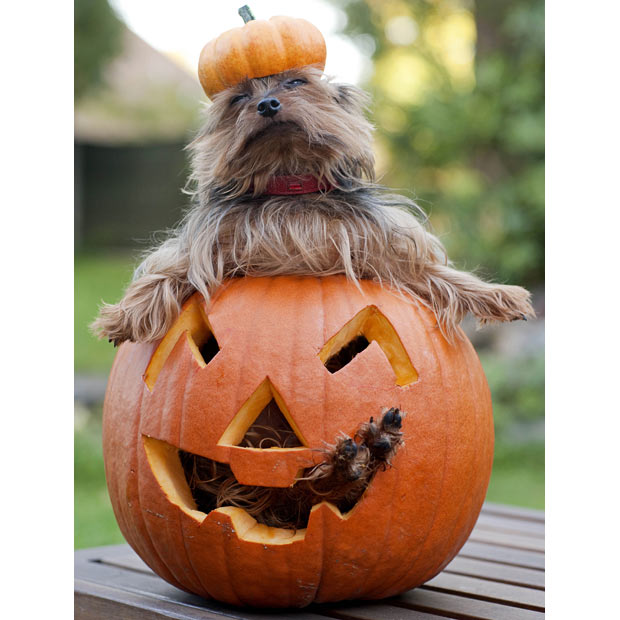 Yorkshire Terrier in the pumpkin фото