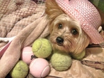 Yorkshire Terrier on the ball