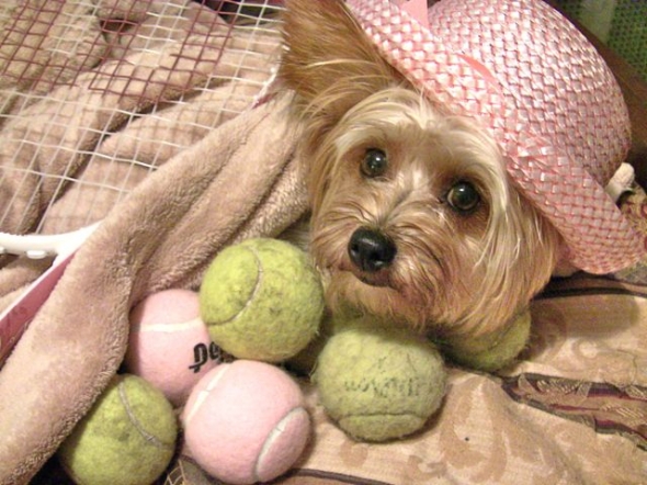 Yorkshire Terrier on the ball фото