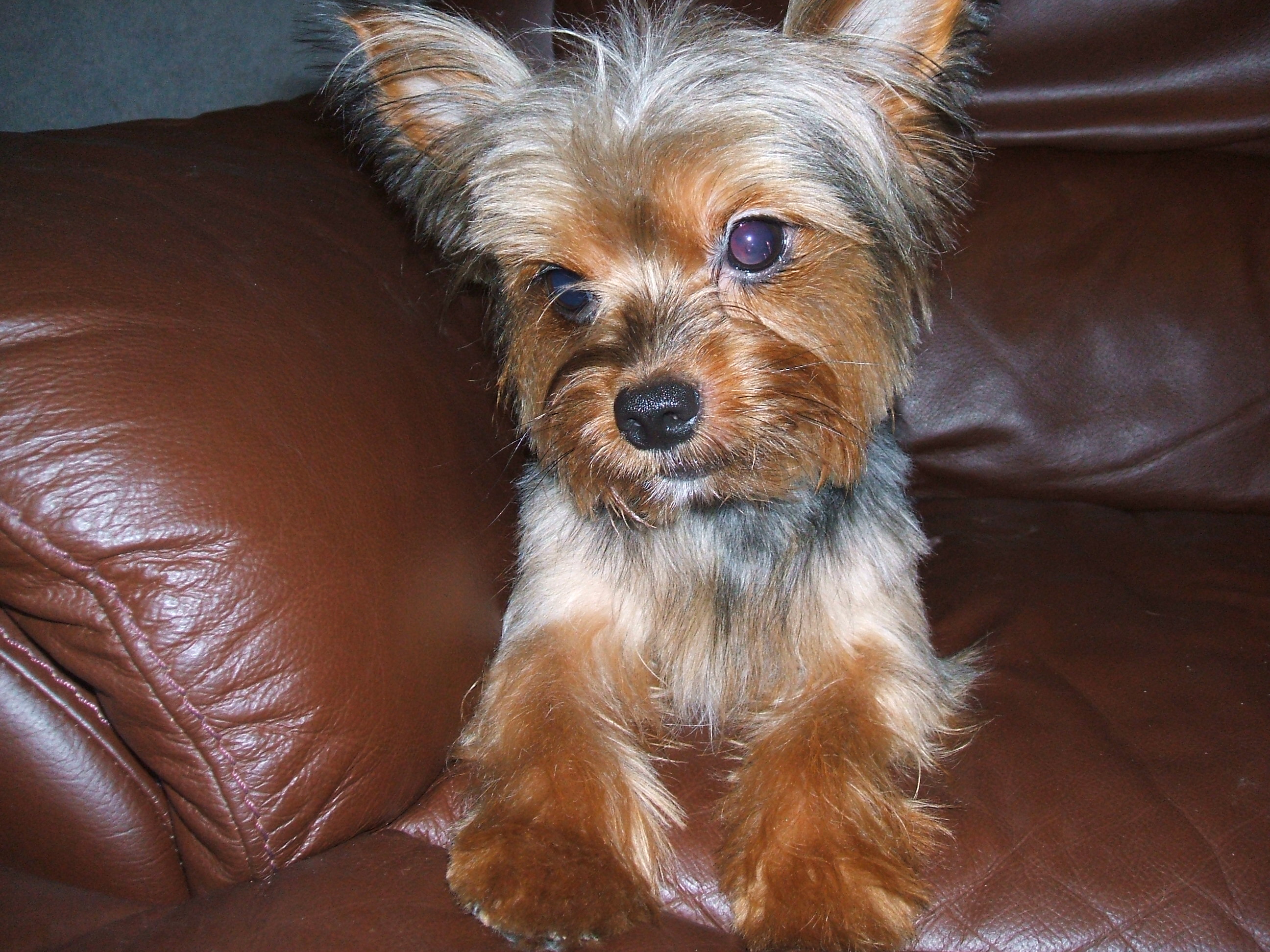 Yorkshire Terrier on the couch wallpaper