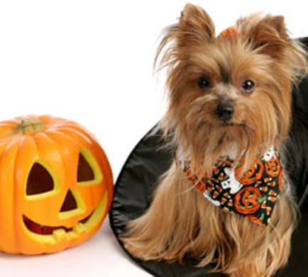 Yorkshire Terrier pumpkin Halloween фото