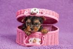 Yorkshire Terrier puppy in the pink basket