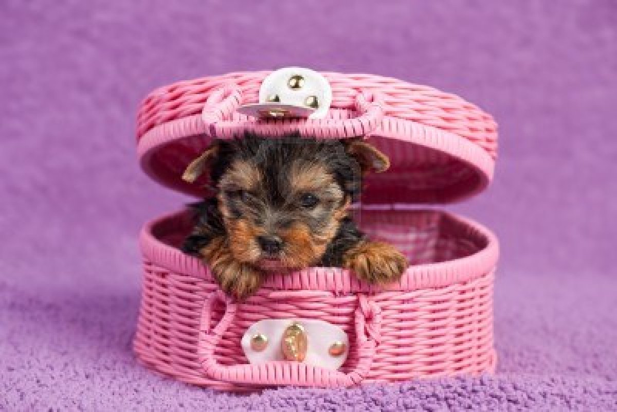 Yorkshire Terrier puppy in the pink basket фото