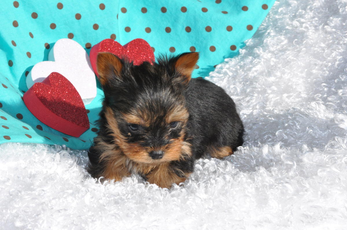 Yorkshire Terrier puppy portrait фото