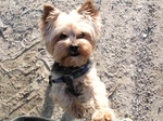 Yorkshire Terrier dog stands on sand