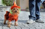 Yorkshire Terrier with his owner