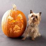 Yorkshire Terrier with pumpkin