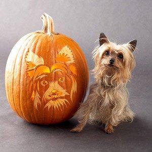 Yorkshire Terrier with pumpkin фото