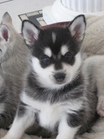 Young Alaskan Klee Kai