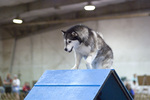 Young Alaskan Malamute on the dog show