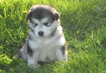 Young Alaskan Malamute