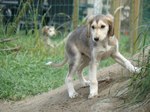 Young Saluki dog