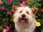 Cairn Terrier in the flowers